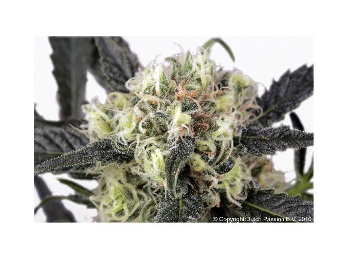Snowbud 10 ks