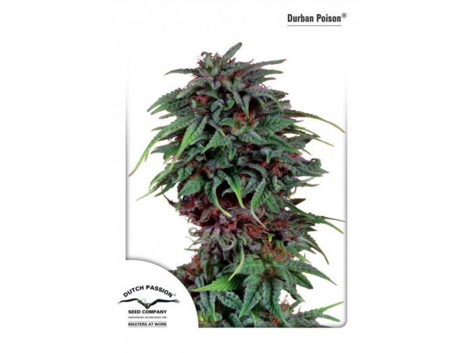 Durban Poison 10 db Reguler