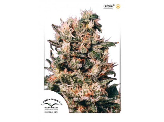 Euforia 10 db Reguler