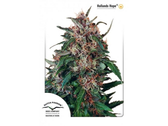 Hollands Hope 10 db Reguler