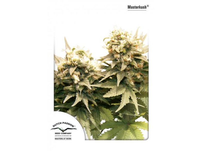 Master Kush 10 ks  Reguler