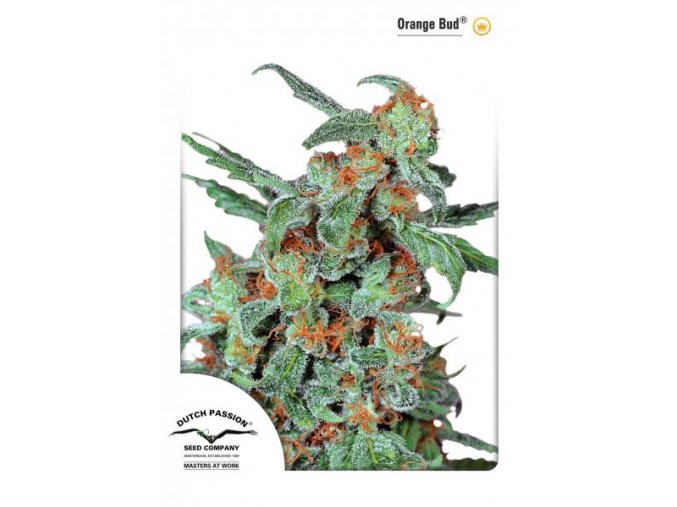 Narancs rügy 10 db Reguler