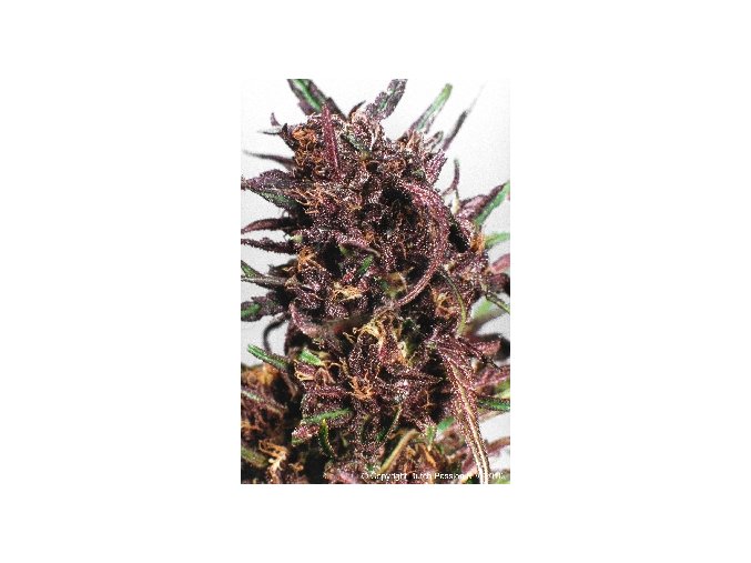 Purple#1 - 10 ks Reguler