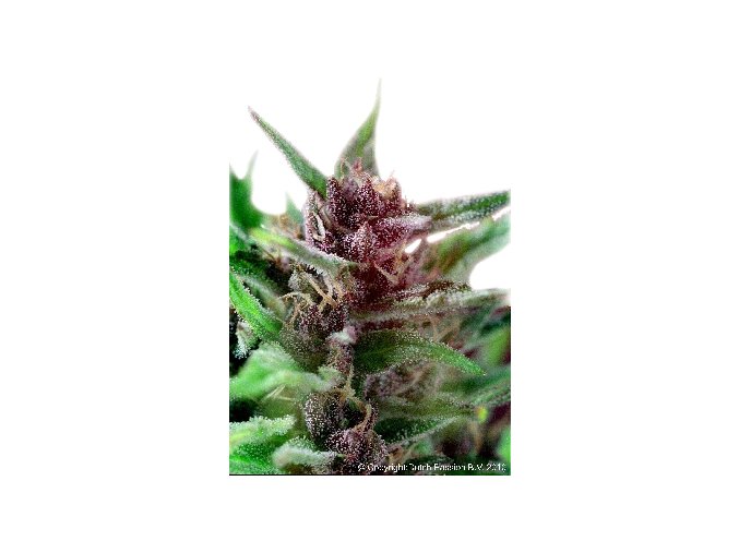 Sámán 10 db Reguler