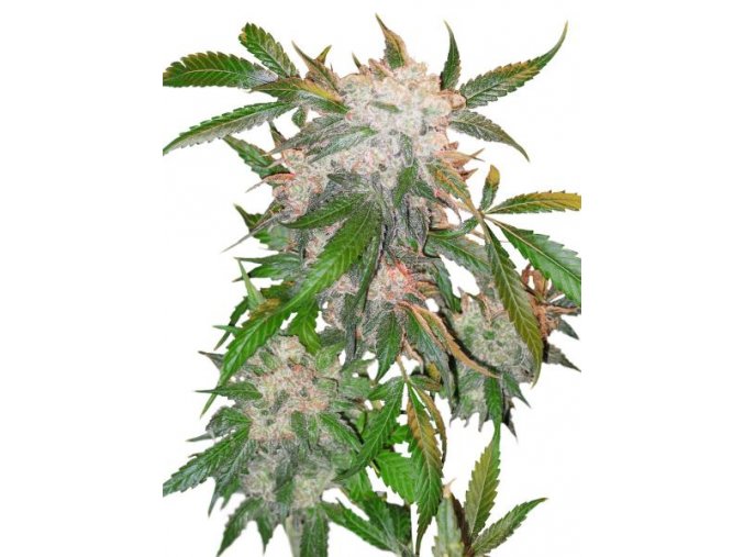 Fehér özvegy 10 db Reguler