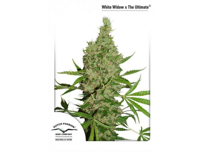 White Widow X The Ultimate 10 db Regular