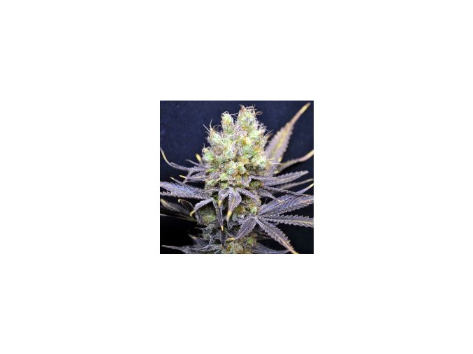 CBD Nordle 5db Fem