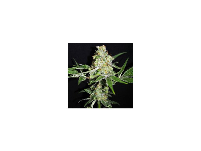 CBD Outdoor mix 5db Fem