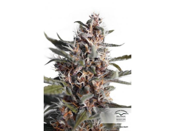 AutoBlackberry Kush 3 db