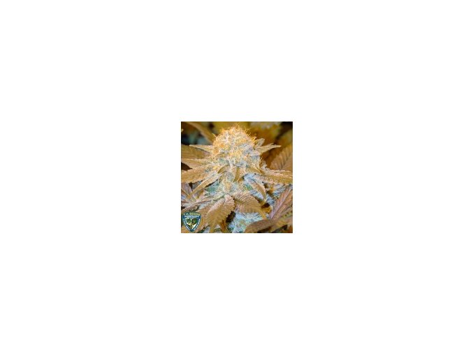 T.H Seeds Critical Hog 10 ks