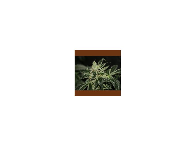 T.H Seeds Darkstar 10 ks