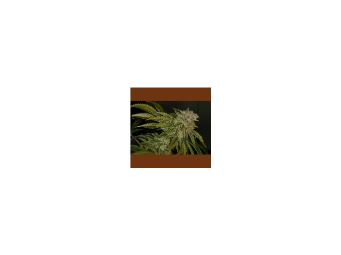 T.H Seeds MK Ultra 5 db