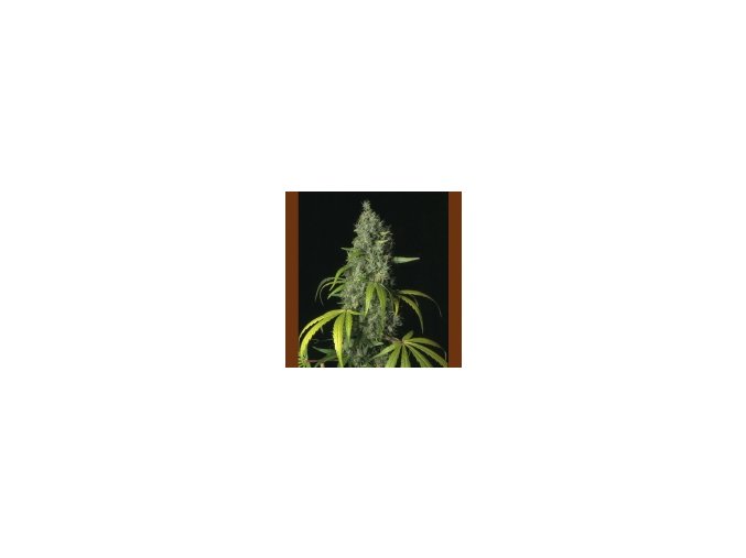 T.H Seeds S.A.G.E. 10 db