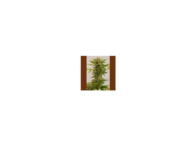 Humboldt Sour diesel #2 - 3 db