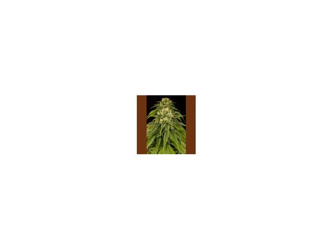 Humboldt Lemon Juice Express Auto 5 ks