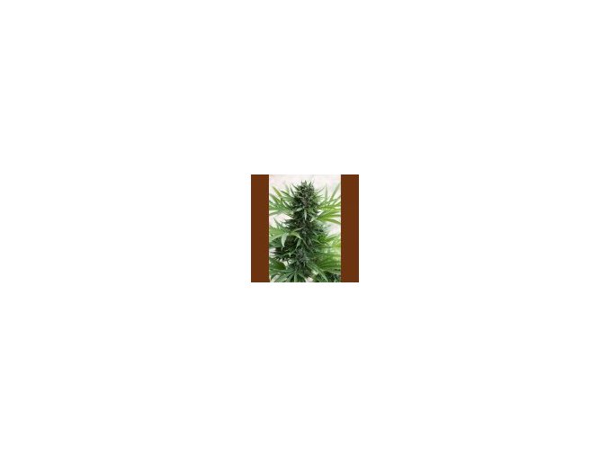 Humboldt Sour Diesel autó 5 db
