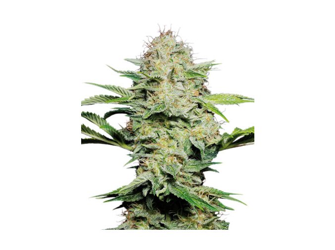 Sensi Skunk 10 ks Auto
