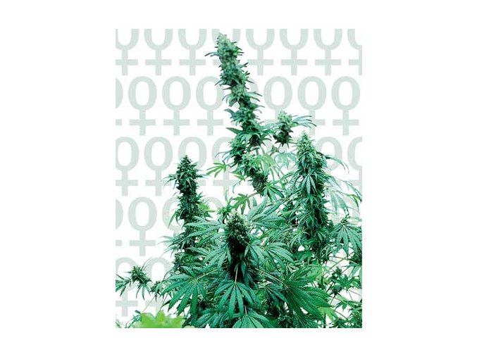 Early Skunk 25 ks