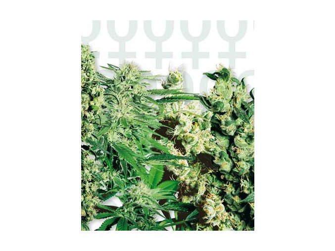 Feminizált Mix 10 db