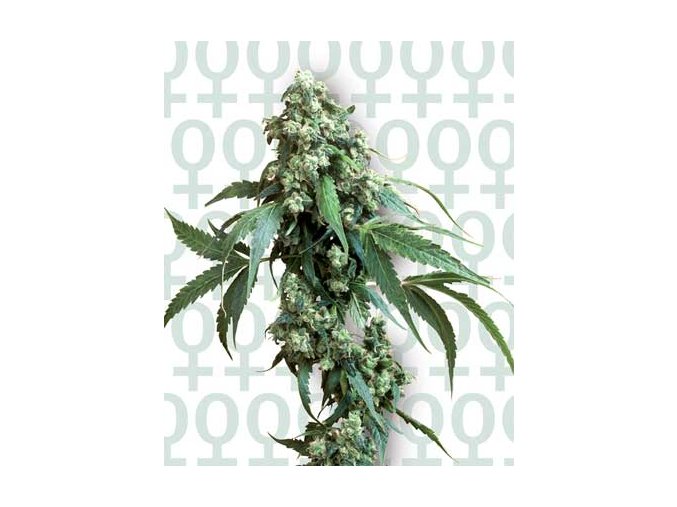 Jack Flash #5 - 10 db