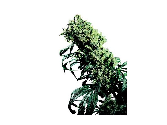 Northern Lights # 5 x Haze - 5 ks