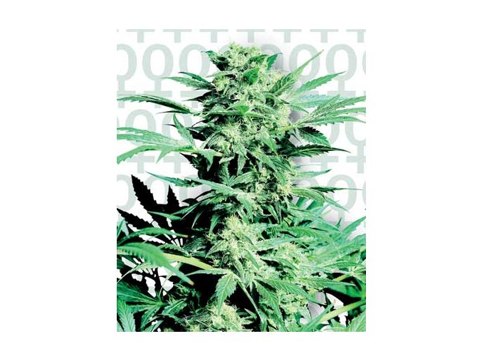 Shiva Skunk 25 ks