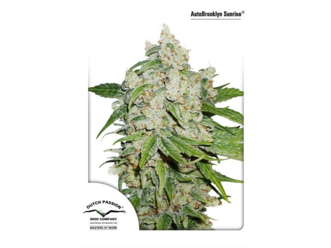 AutoBrooklyn Sunrise 7 db