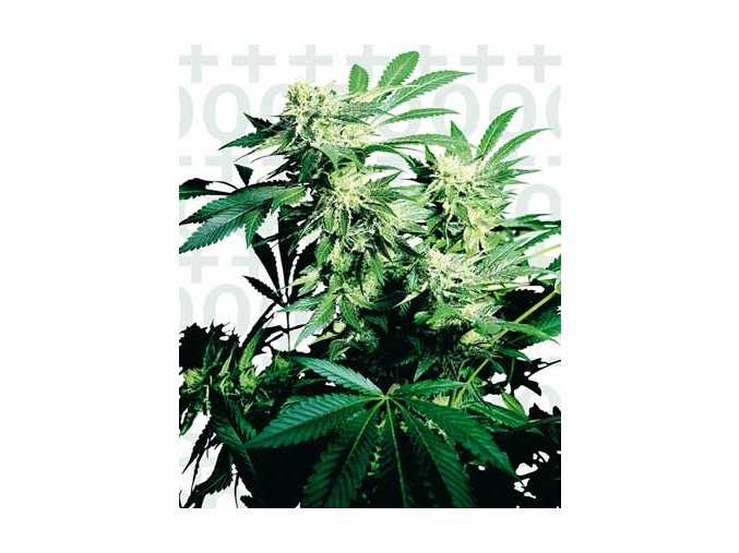 Skunk Kush 5 ks