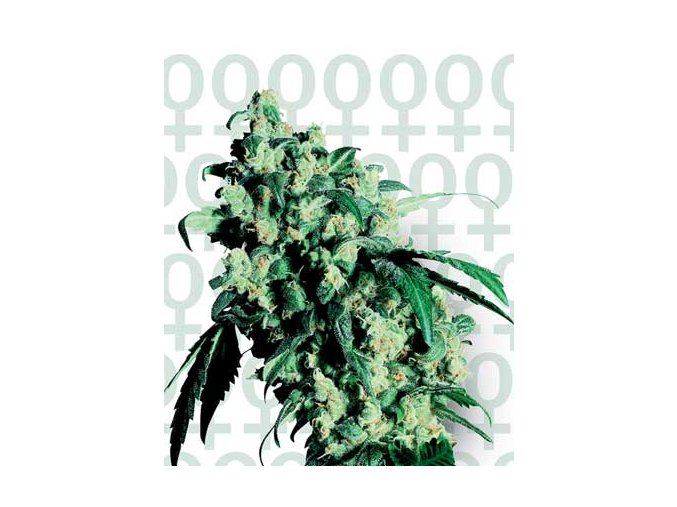 Super Skunk 5 ks