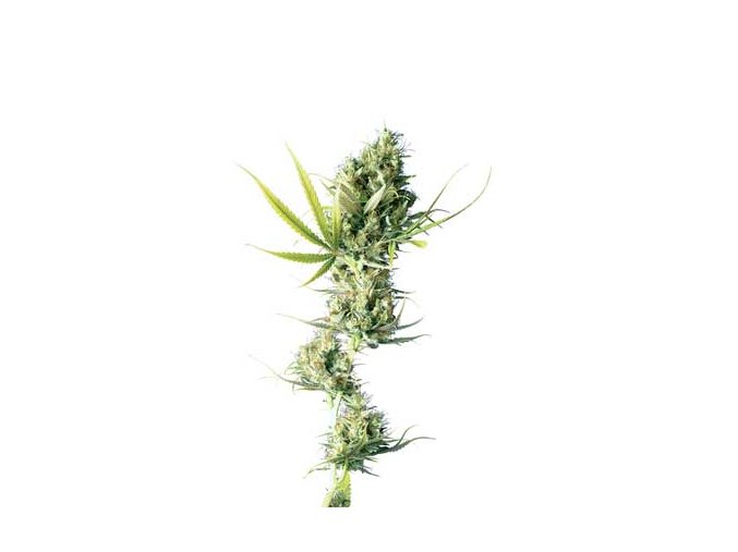 Durban 10 db Reguler