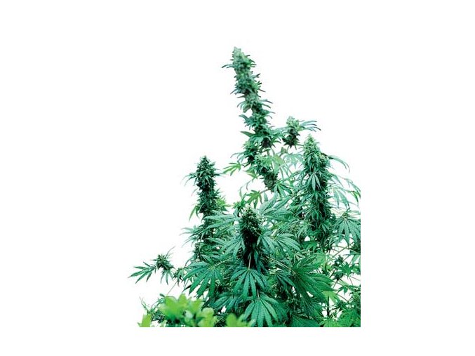 Early Skunk 10 db Reguler