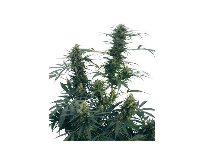 Guerrilla`s Gusto 10 db Reguler