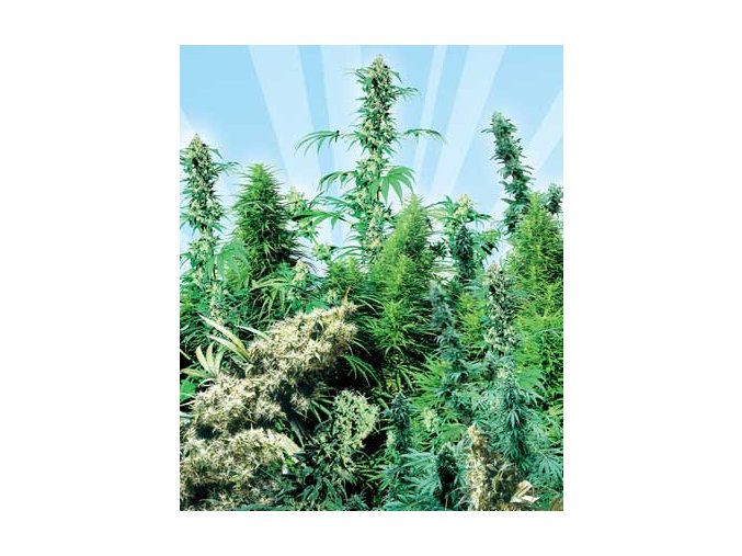 Outdoor Mix 25 db Reguler