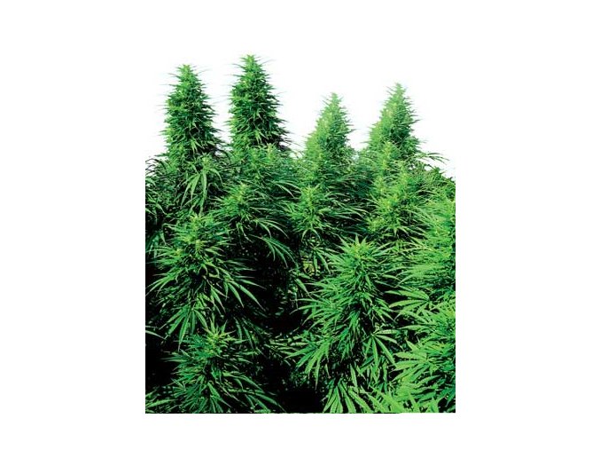 Ruderalis Skunk 10 ks Reguler
