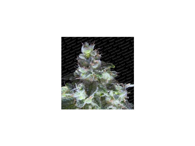 Original White Widow