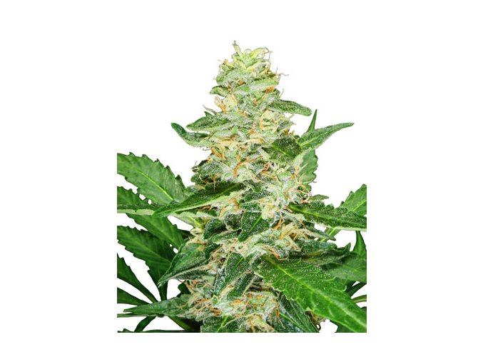 Super Skunk 10 db autó