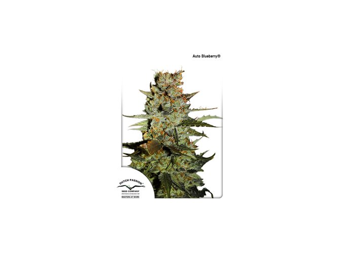 dutch passion auto 7 pack auto blueberry 1