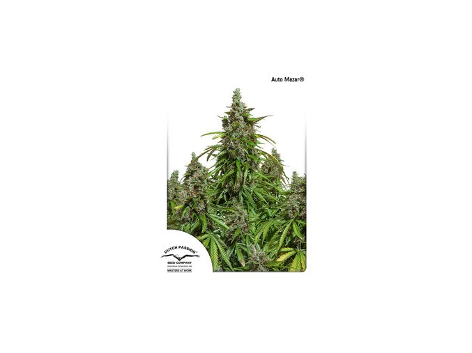 dutch passion auto 100 pack auto mazar