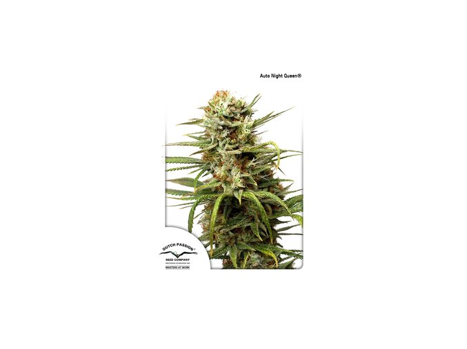 dutch passion auto 100 pack auto white widow