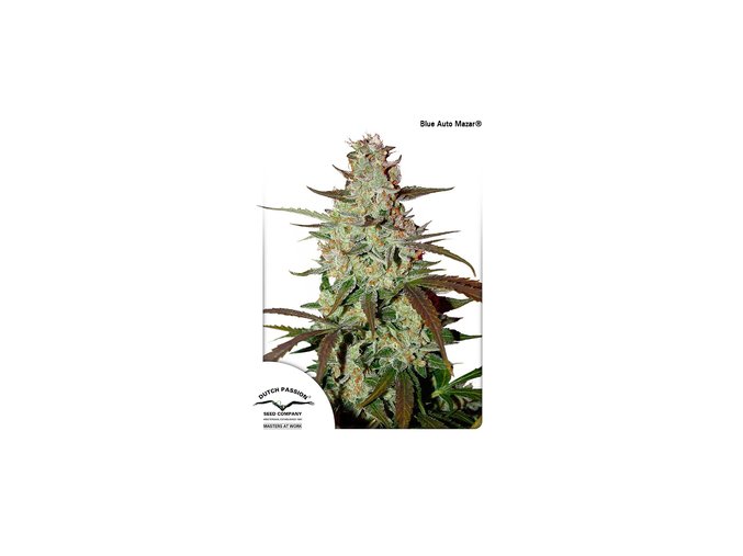 dutch passion auto 100 pack blue automazar