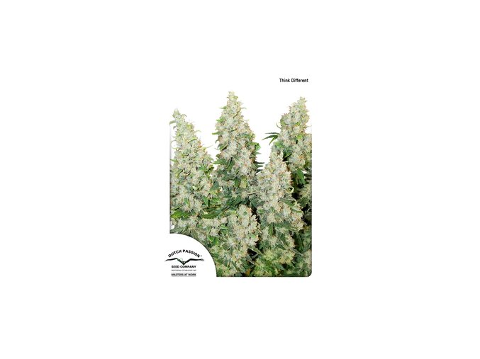 dutch passion auto 100 pack think different
