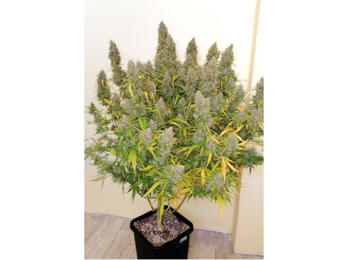 Screenshot 2024 11 26 at 16 23 48 Auto Critical Orange Order Autoflower Critical Orange cannabis seeds