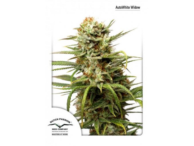 Auto White Widow 7 KS