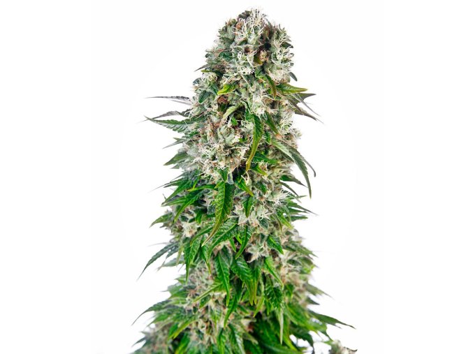 big bud automatic xl