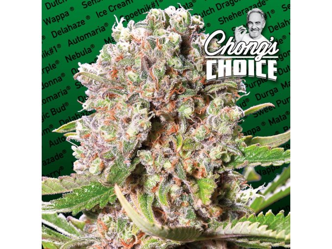 chong webpictures strains hybrid logo