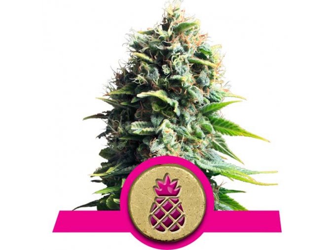 pineapple kush