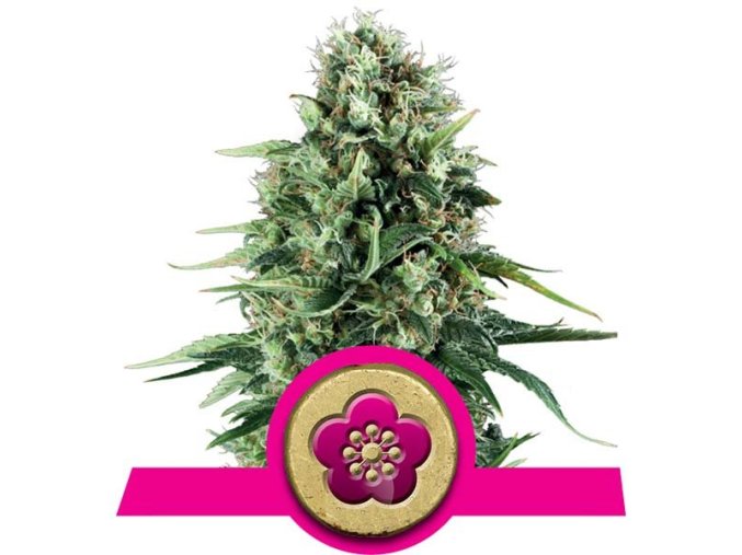 power flower