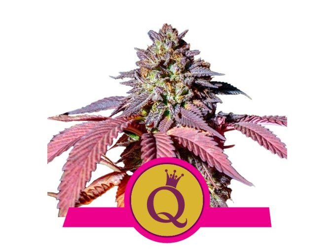 purple queen