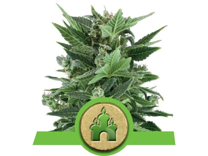 royal kush automatic