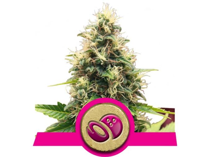 somango xl